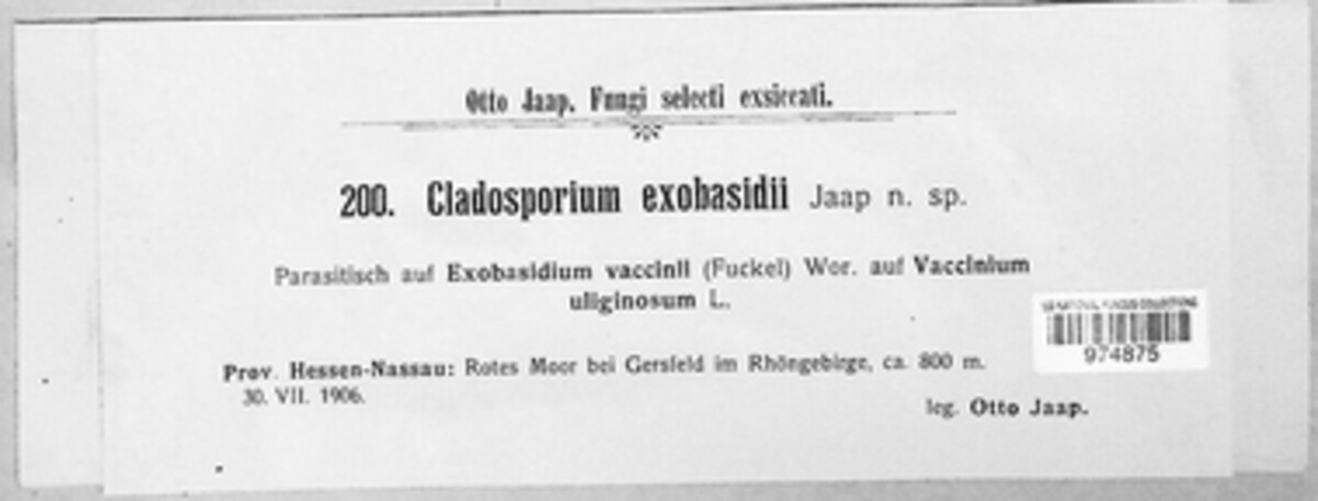 Cladosporium exobasidii image